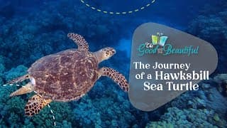 What are Sea Turtles?