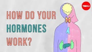 How Hormones Work
