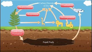 The Carbon Cycle