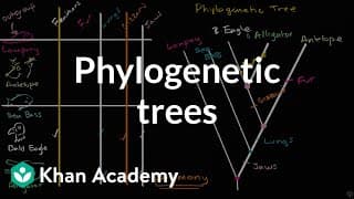 Building Phylogenetic Trees