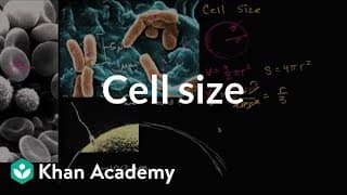 Cell Size and Function