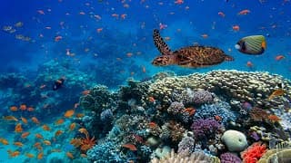 Biodiversity Loss and Human Impact