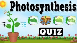 Photosynthesis: How Plants Make Food