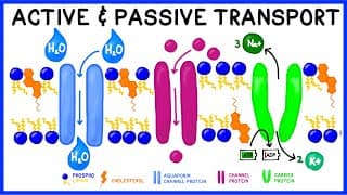Active versus Passive Transport