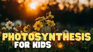 Photosynthesis: How Plants Make Food