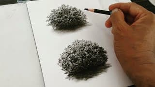 Nature Drawing with Shading