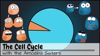 Phases of the Cell Cycle