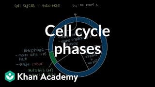 Exploring Cellular Reproduction