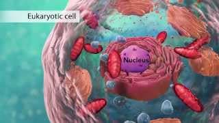 Exploring Cell Organelle Functions