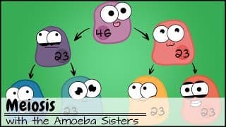 Meiosis: Cell Division for Sexual Reproduction