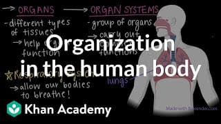 Body System Organization