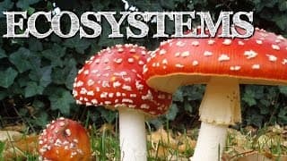 Ecosystem Matter Cycles