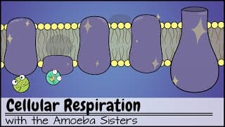 Cellular Respiration and Energy Production