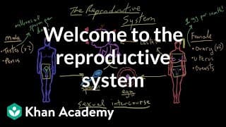 About the Reproductive System