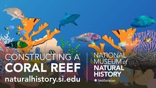 Coral Reef Interactions