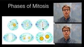 Exploring Mitosis