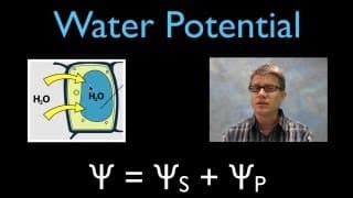 What is Water Potential?