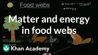 Energy Flow in Food Webs