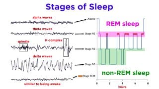 Exploring Sleep Stages and Brain Waves
