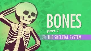 Exploring the Skeletal System